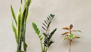 اعطای نمایندگی فروشگاههای زنجیره ای گل و گلدون روما