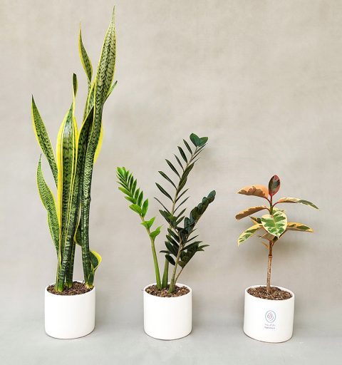 اعطای نمایندگی فروشگاههای زنجیره ای گل و گلدون روما